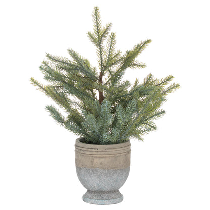 Pine Tree In Stone Pot